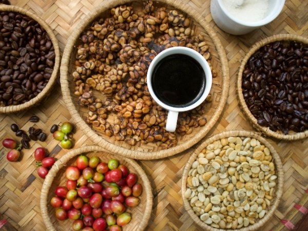 Kopi Luwak