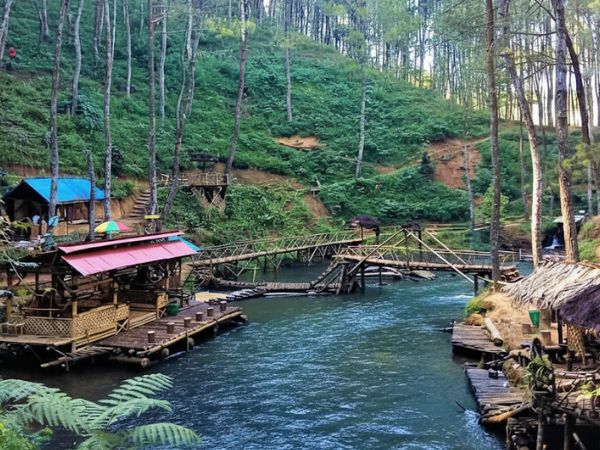 Hutan Pinus Rahong di Pangalengan, Bandung